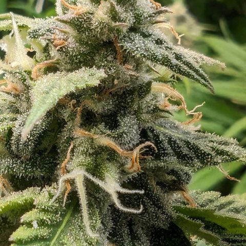Seedsman White Widow growlog timeline photo