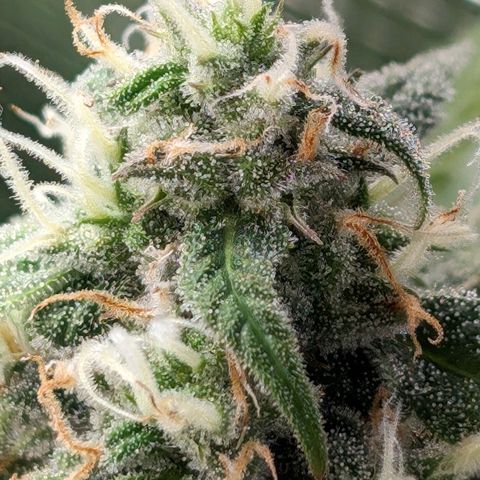 Seedsman White Widow growlog timeline photo