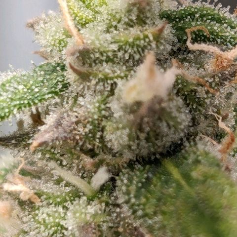 Seedsman White Widow growlog timeline photo