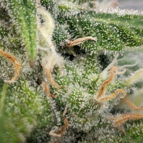 Seedsman White Widow growlog timeline photo