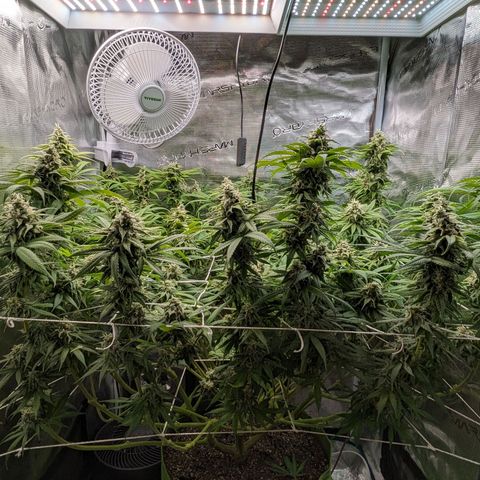 Seedsman White Widow growlog timeline photo
