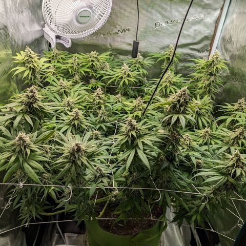 Seedsman White Widow growlog timeline photo