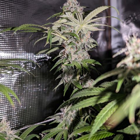 Seedsman White Widow growlog timeline photo