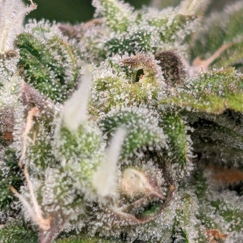 Seedsman White Widow growlog timeline photo