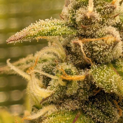 Seedsman White Widow growlog timeline photo
