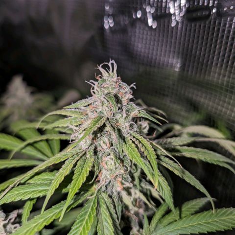 Seedsman White Widow growlog timeline photo