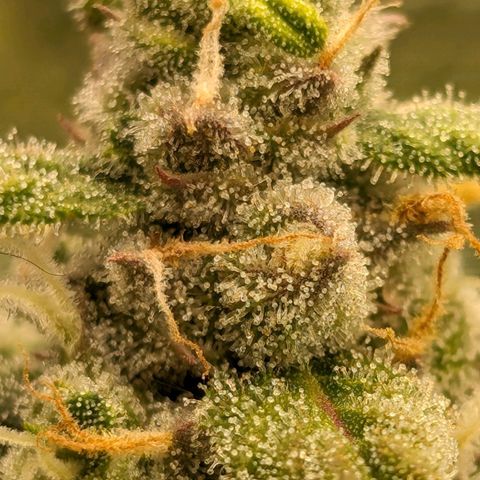 Seedsman White Widow growlog timeline photo
