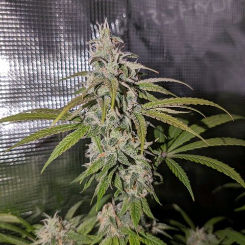 Seedsman White Widow growlog timeline photo
