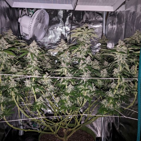 Seedsman White Widow growlog timeline photo