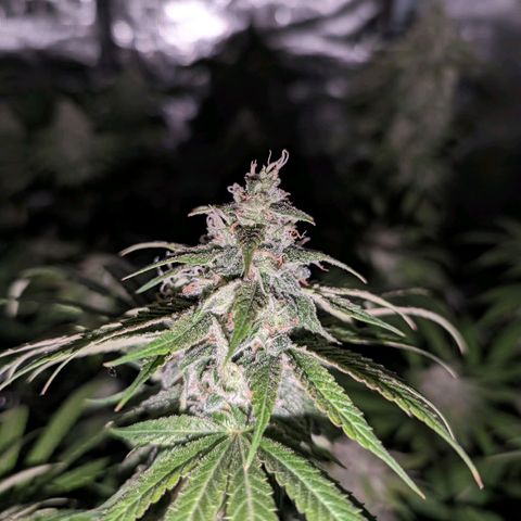 Seedsman White Widow growlog timeline photo