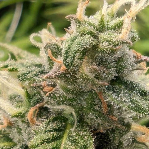 Seedsman White Widow growlog timeline photo