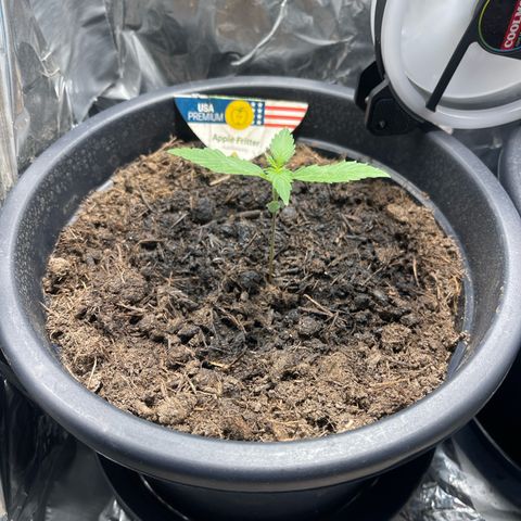 Apple Fritter Automatic growlog timeline photo