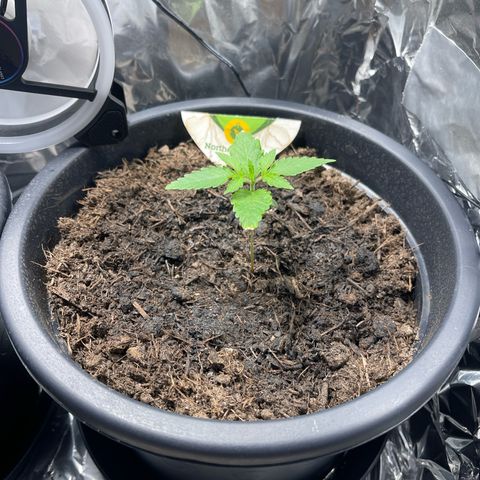 Northern Light Automatic growlog timeline photo