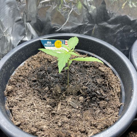 Apple Fritter Automatic growlog timeline photo