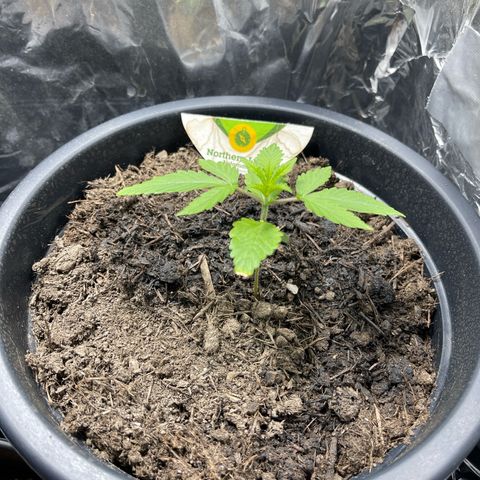 Northern Light Automatic growlog timeline photo