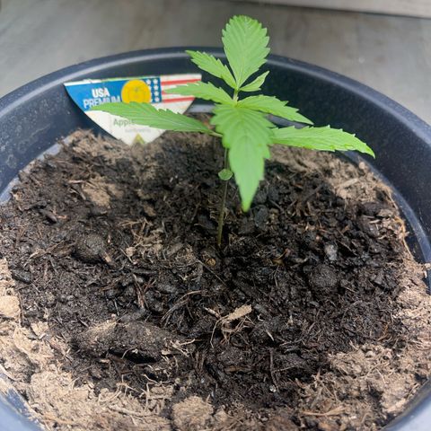 Apple Fritter Automatic growlog timeline photo