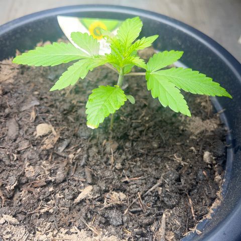 Northern Light Automatic growlog timeline photo
