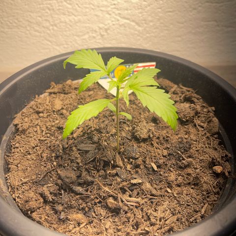 Apple Fritter Automatic growlog timeline photo