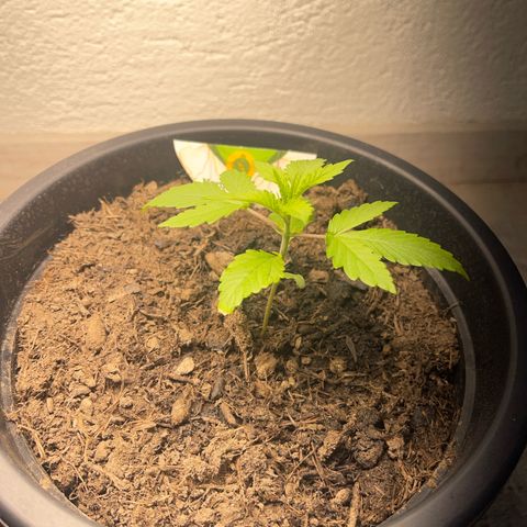 Northern Light Automatic growlog timeline photo