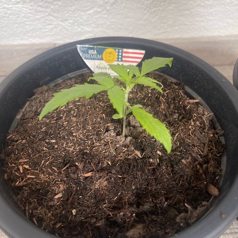 Apple Fritter Automatic growlog timeline photo