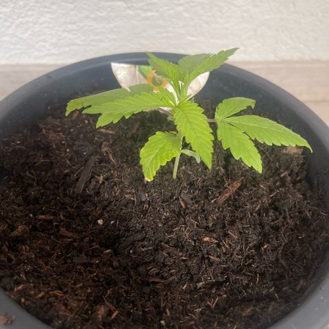 Northern Light Automatic growlog timeline photo