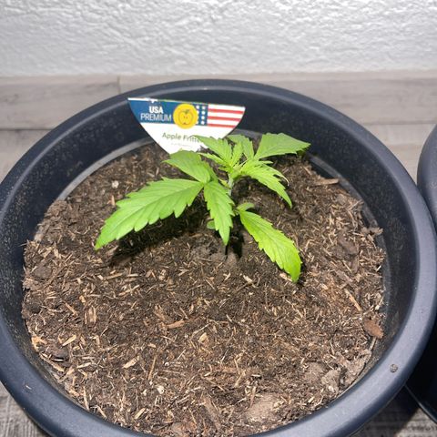 Apple Fritter Automatic growlog timeline photo