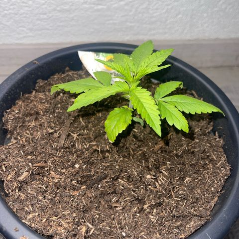 Northern Light Automatic growlog timeline photo