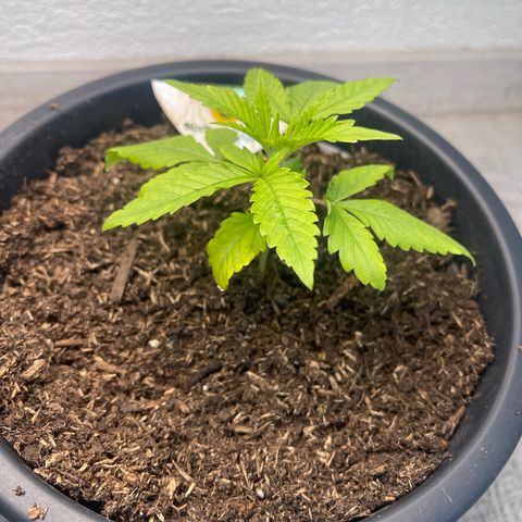 Northern Light Automatic growlog timeline photo