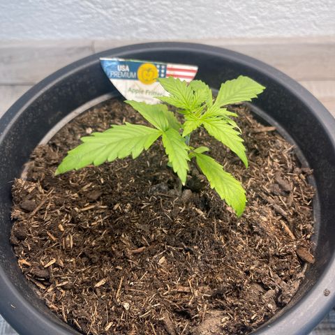 Apple Fritter Automatic growlog timeline photo