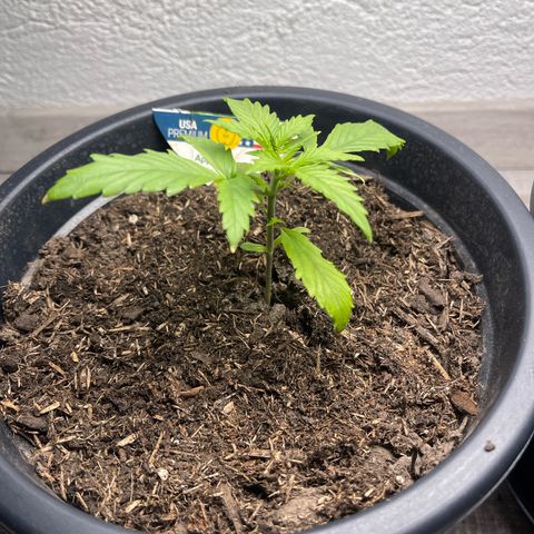 Apple Fritter Automatic growlog timeline photo