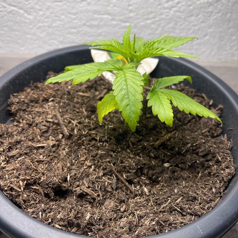 Northern Light Automatic growlog timeline photo