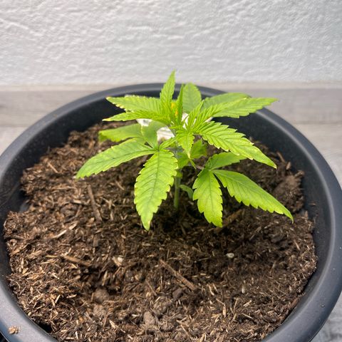 Northern Light Automatic growlog timeline photo