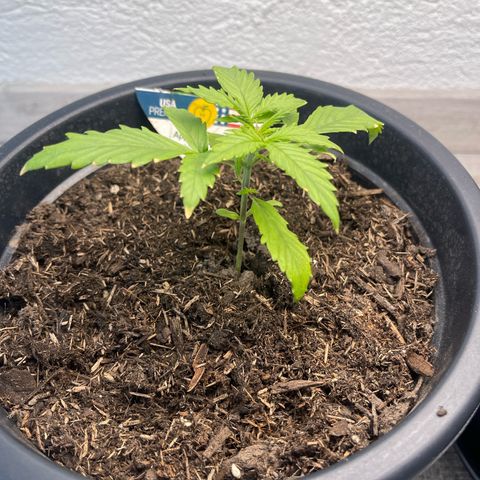 Apple Fritter Automatic growlog timeline photo