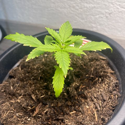 Apple Fritter Automatic growlog timeline photo