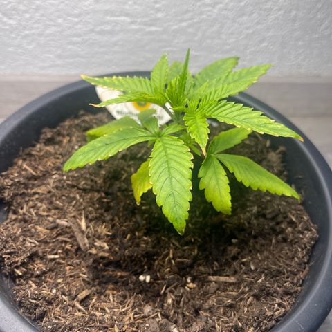 Northern Light Automatic growlog timeline photo
