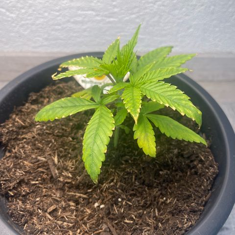 Northern Light Automatic growlog timeline photo