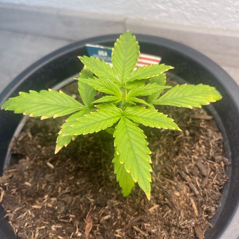 Apple Fritter Automatic growlog timeline photo