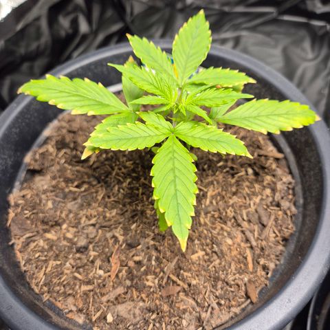 Apple Fritter Automatic growlog timeline photo