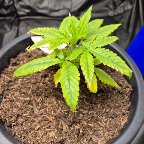 Northern Light Automatic growlog timeline photo
