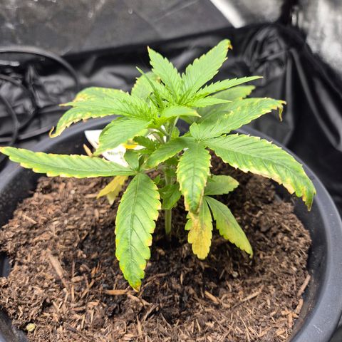 Northern Light Automatic growlog timeline photo