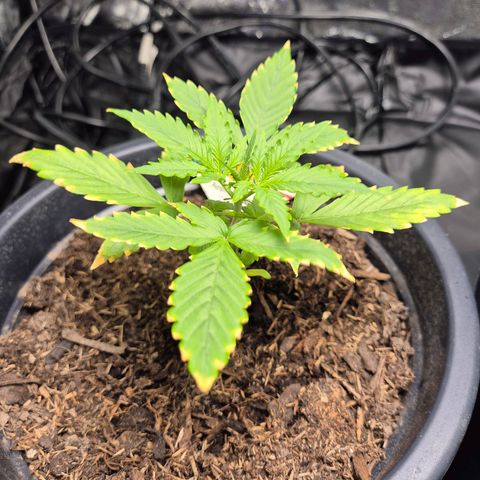 Apple Fritter Automatic growlog timeline photo