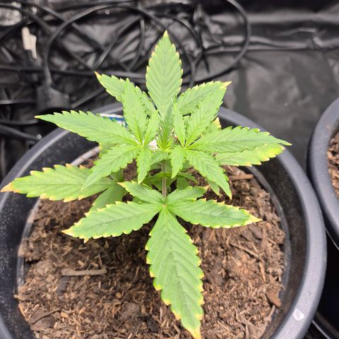 Apple Fritter Automatic growlog timeline photo