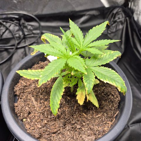 Northern Light Automatic growlog timeline photo
