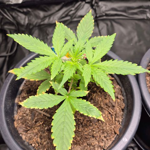 Apple Fritter Automatic growlog timeline photo