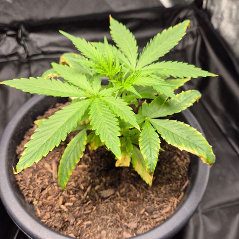 Northern Light Automatic growlog timeline photo