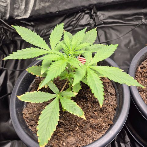 Apple Fritter Automatic growlog timeline photo