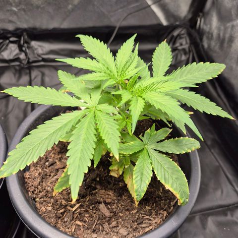 Northern Light Automatic growlog timeline photo