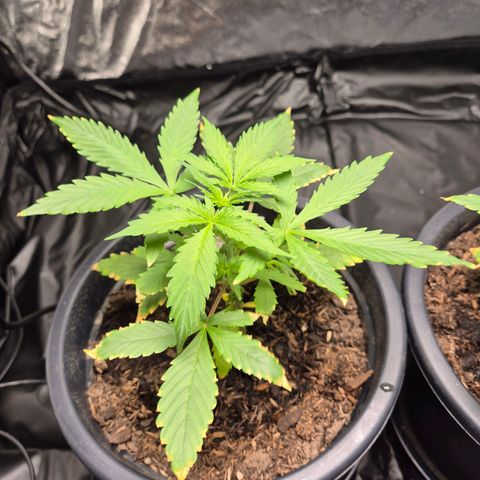 Apple Fritter Automatic growlog timeline photo