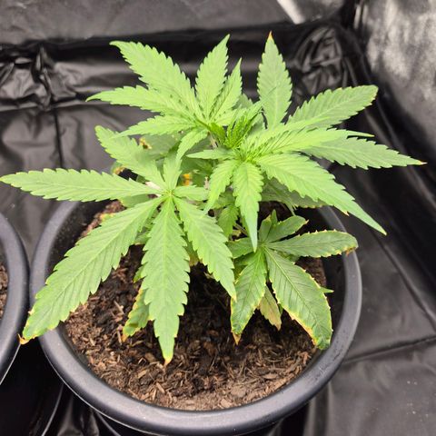 Northern Light Automatic growlog timeline photo