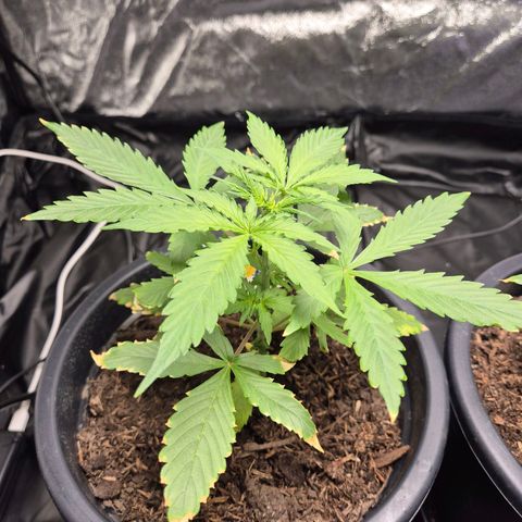 Apple Fritter Automatic growlog timeline photo